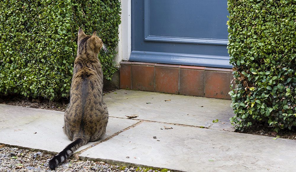 cat outside a door vita animal health