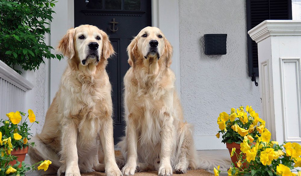 2 dogs outside a door vita animal health